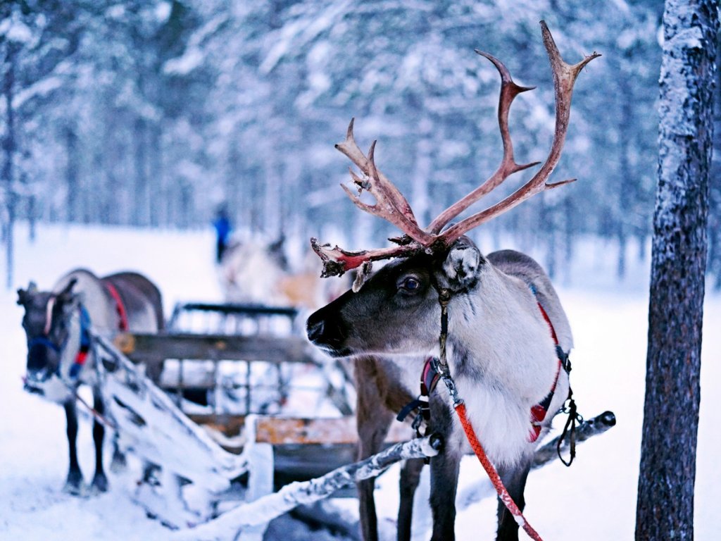 scenic-sleigh-ride-countryside-valentines